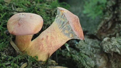 Chroogomphus rutilus (Pinocho) — ficha de estudio