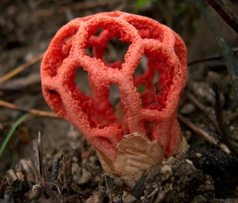 Clathrus ruber (Jaula roja) — ficha de estudio