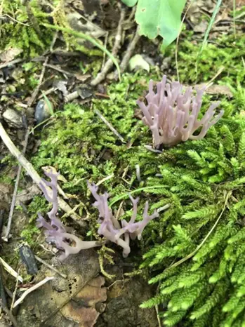 Clavaria zollingeri (Coral púrpura) — ficha de estudio
