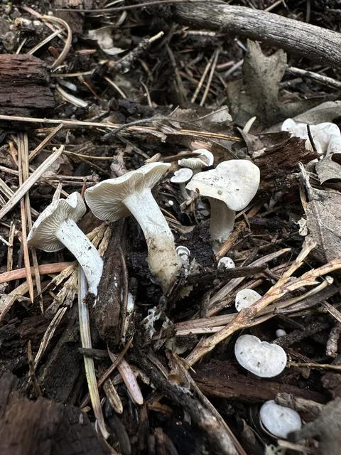 Clitocybe candicans — foto de estudio (proxy same-origin)