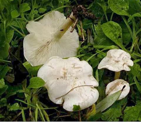 Clitocybe dealbata — foto de estudio (proxy same-origin)