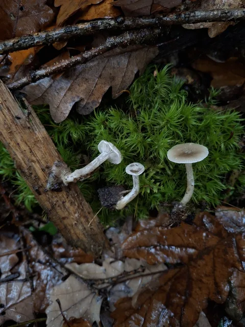 Clitocybe ditopa — foto de estudio (proxy same-origin)