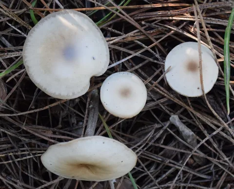 Clitocybe fragrans — foto de estudio (proxy same-origin)