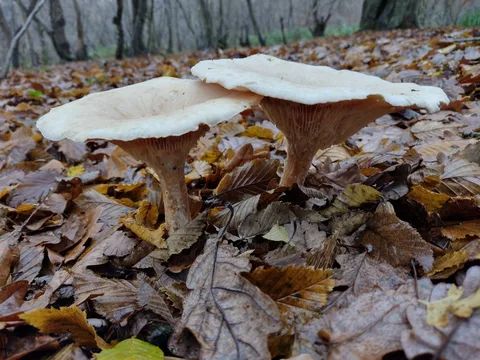 Clitocybe gibba — foto de estudio (proxy same-origin)