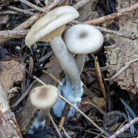 Clitocybe metachroa — ficha de estudio
