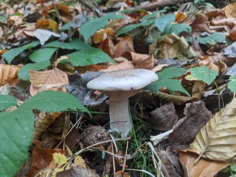 Clitocybe nebularis (Pardilla) — misma familia de estudio. Solo orientación.