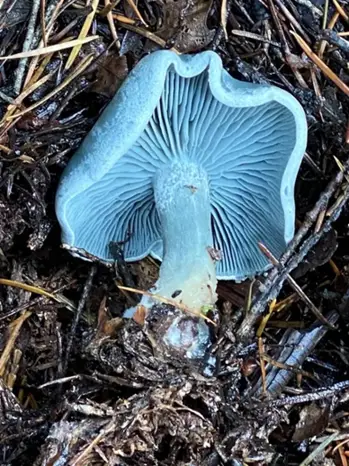 Clitocybe odora (Clitocibe anisado) — ficha de estudio