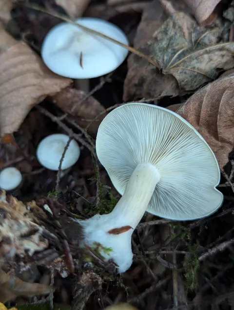 Clitocybe phyllophila — ficha de estudio