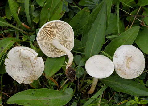 Clitocybe rivulosa — foto de estudio (proxy same-origin)