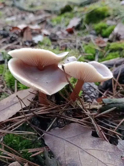 Collybia butyracea (Colibia mantecosa) — misma familia de estudio. Solo orientación.