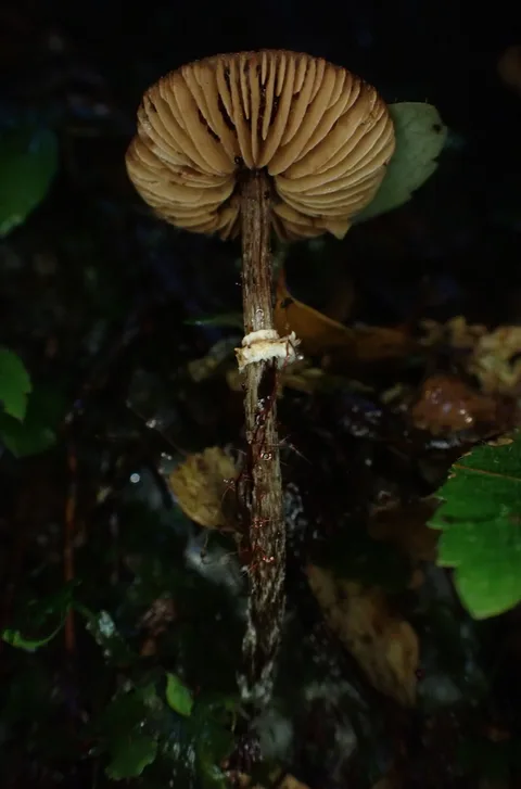 Confundible con Conocybe filaris (Conocybe filaris) — foto de estudio comparativa. Solo orientación.