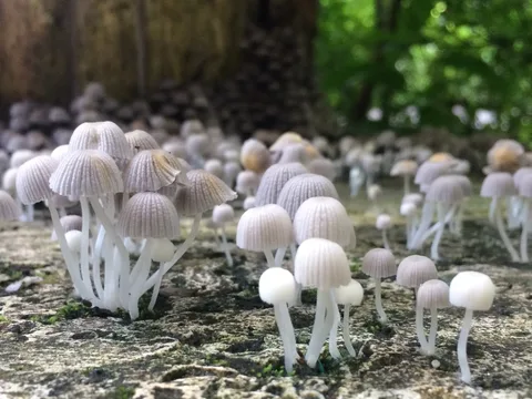 Coprinellus disseminatus (Coprino diseminado) — misma familia de estudio. Solo orientación.