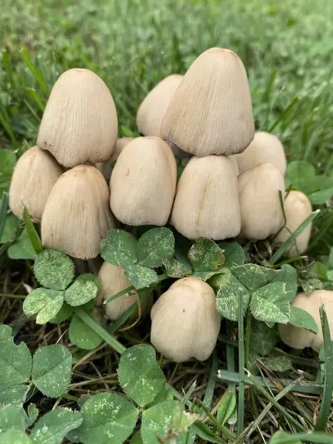 Coprinellus micaceus (Coprina micácea) — ficha de estudio