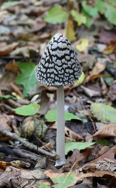 Coprinopsis picacea (Coprina urraca) — misma familia de estudio. Solo orientación.