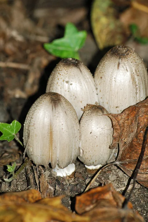 Coprinus atramentarius — foto de estudio (proxy same-origin)