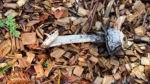 Coprinus comatus — foto de estudio (proxy same-origin)