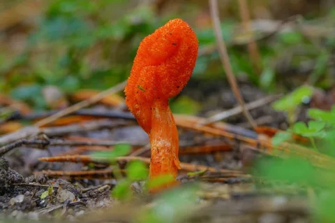 Cordyceps militaris (Cordyceps) — ficha de estudio