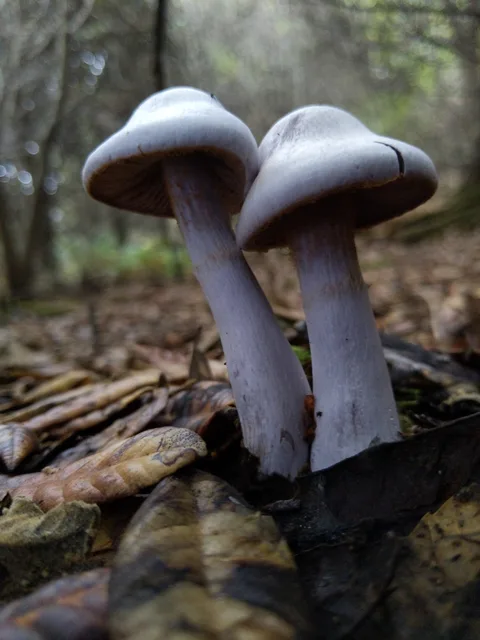 Cortinarius alboviolaceus — foto de estudio (proxy same-origin)