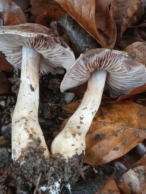 Cortinarius anomalus — foto de estudio (proxy same-origin)