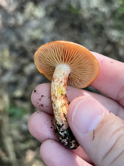 Cortinarius bollardii — foto de estudio (proxy same-origin)