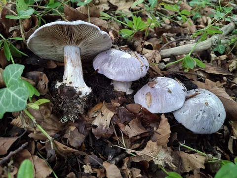 Cortinarius caerulescens — foto de estudio (proxy same-origin)