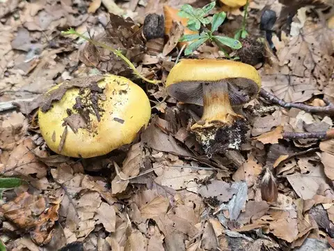 Cortinarius calochrous — ficha de estudio