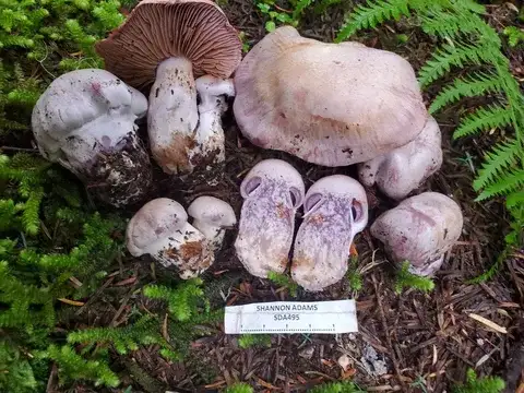 Cortinarius camphoratus — ficha de estudio