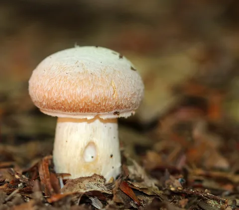 Cortinarius caperatus (Pergamino) — misma familia de estudio. Solo orientación.