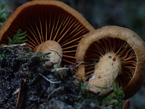 Cortinarius cinnamomeus — ficha de estudio