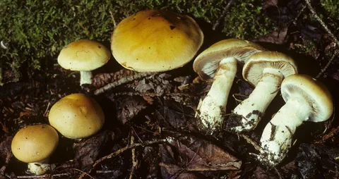 Cortinarius claricolor — ficha de estudio