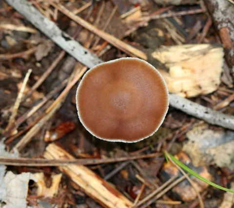 Cortinarius collinitus (Cortinario viscoso) — ficha de estudio