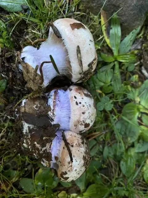 Cortinarius dibaphus — ficha de estudio