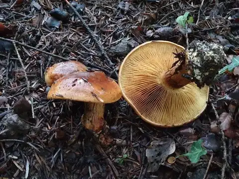 Cortinarius elegantior — ficha de estudio