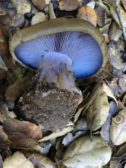 Cortinarius glaucopus — ficha de estudio