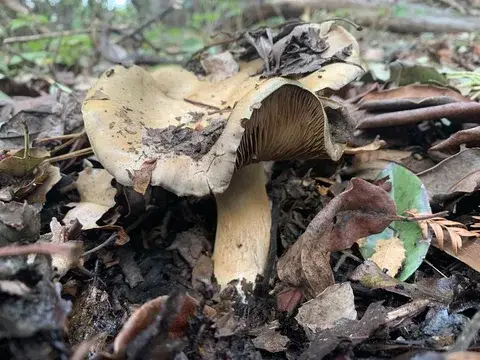 Cortinarius infractus — ficha de estudio