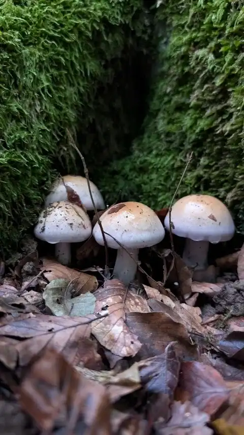 Cortinarius largus — ficha de estudio