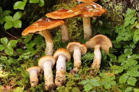 Cortinarius mucosus — ficha de estudio