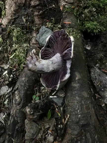 Cortinarius odorifer — ficha de estudio