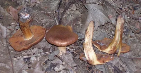 Cortinarius orellanus — foto de estudio (proxy same-origin)