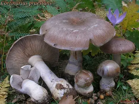 Cortinarius praestans (Cortinario excelente) — misma familia de estudio. Solo orientación.