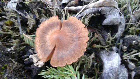 Cortinarius purpurascens — ficha de estudio