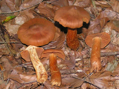 Cortinarius rubellus — foto de estudio (proxy same-origin)