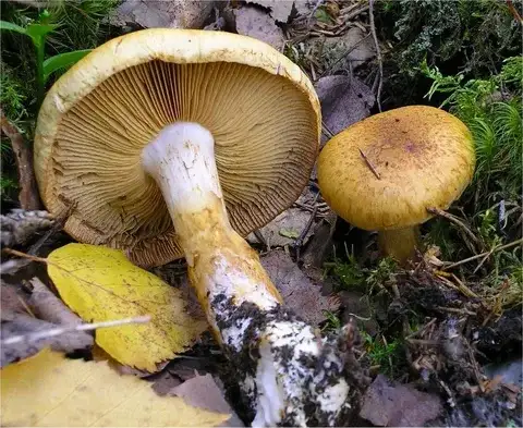 Cortinarius saginus — ficha de estudio