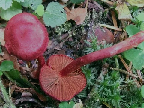 Cortinarius sanguineus — foto de estudio (proxy same-origin)