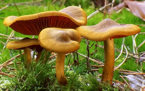 Cortinarius semisanguineus — foto de estudio (proxy same-origin)