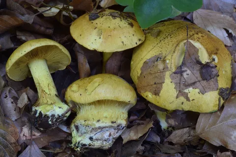 Cortinarius splendens — ficha de estudio