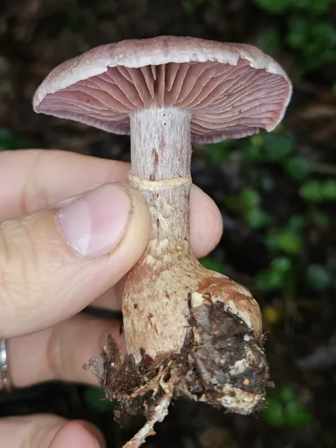 Cortinarius torvus — ficha de estudio