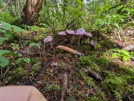 Cortinarius traganus — ficha de estudio