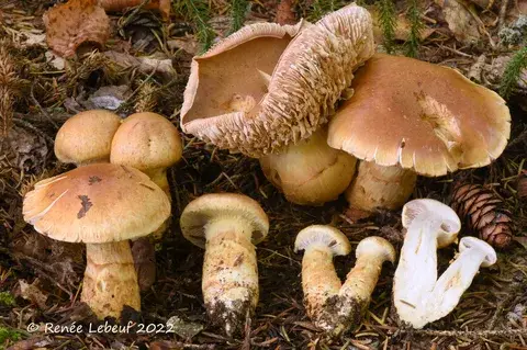 Cortinarius triumphans — ficha de estudio