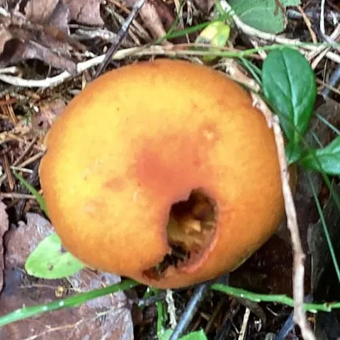 Cortinarius varius — ficha de estudio